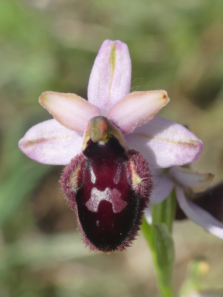 Ophrys promontorii e forme variabili  Lazio e Abruzzo aprile e maggio 2018